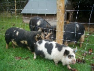 Kunekune boars on this side of the wire, gilts on the other