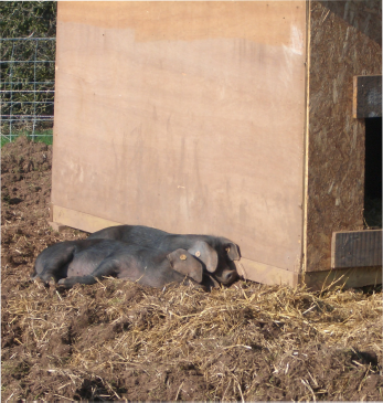 Large black pigs having (another) lazy afternoon