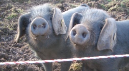 Large Black pigglets at Chase View Farm