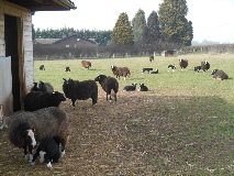 Field of Balwen lambs
