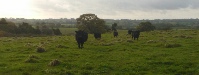 Our litle Dexter cattle herd