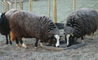 Balwen Welsh mountain sheep with frosty fleeces